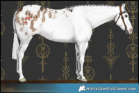 Horse Color:White Spotted Silver Brown Dun Blanket Brindle 
