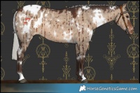 Horse Color:White Spotted Silver Brown Dun Appaloosa Brindle