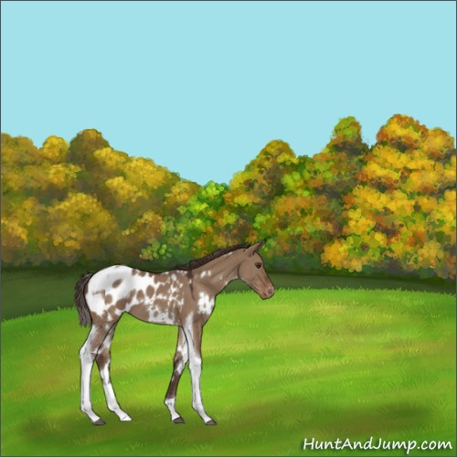 Horse Color:White Spotted Liver Red Dun Tobiano Appaloosa 
