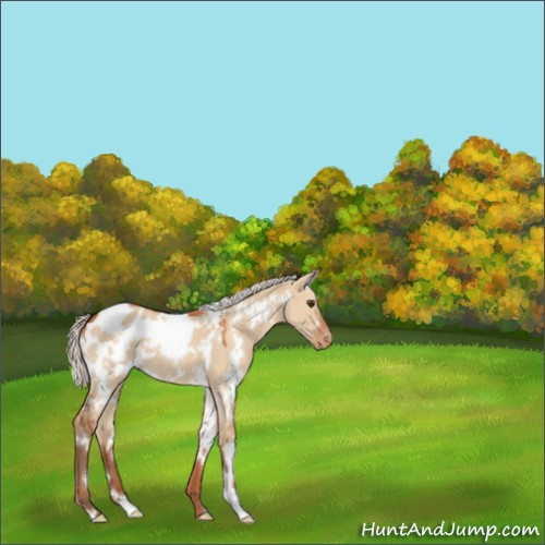 Horse Color:White Spotted Silver Bay Dun Appaloosa 