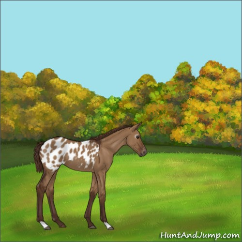 Horse Color:Gray Red Dun Appaloosa 