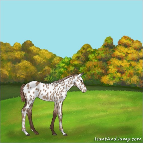 Horse Color:Liver Red Dun Appaloosa 