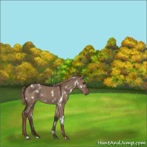 Horse Color:White Spotted Liver Red Dun 
