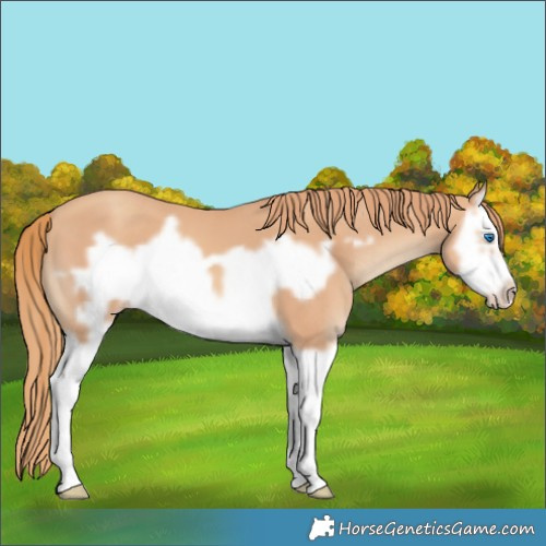 Horse Color:Gold Champagne Splash Frame