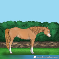 Horse Color:Chestnut 
