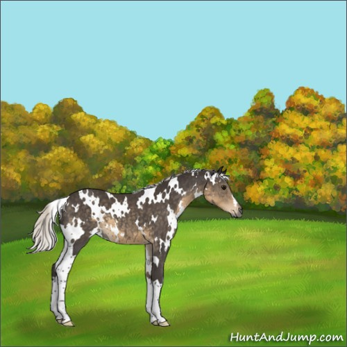 Horse Color:Unknown 