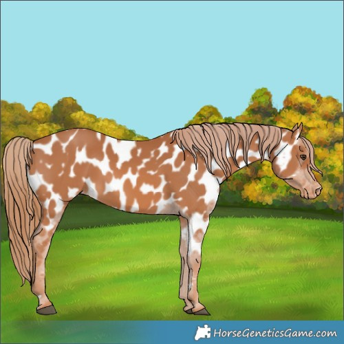 Horse Color:Chestnut Appaloosa 