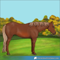 Horse Color:Chestnut 