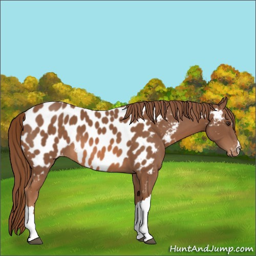 Horse Color:Chestnut Appaloosa 