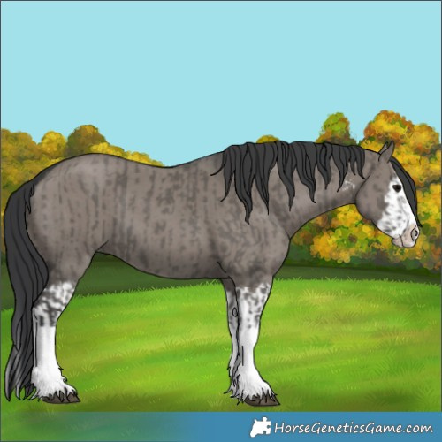 Horse Color:Grullo Sabino Splash  and Grullo Sabino Splash 