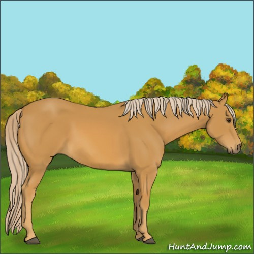 Horse Color:Palomino 