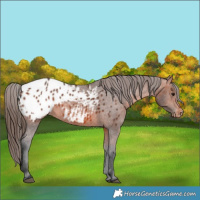 Horse Color:Bay Appaloosa 