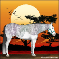 Horse Color:Black Ice Splash 