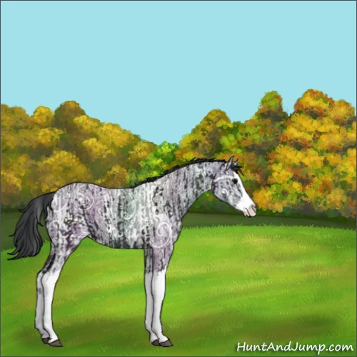 Horse Color:White Spotted Midnight Black Ice Splash  and Black Ice Splash 