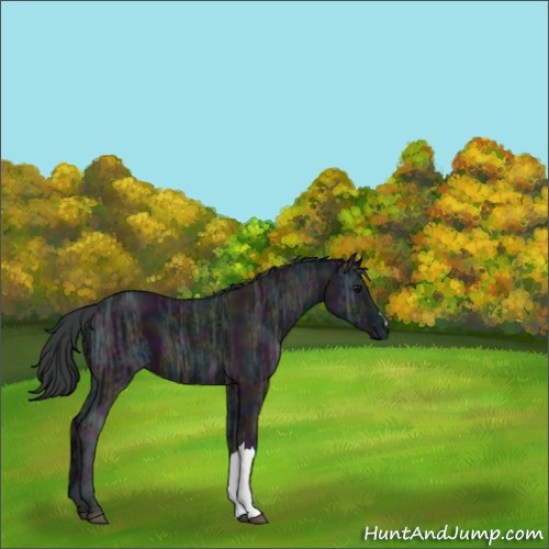 Horse Color:Midnight Black Ice 