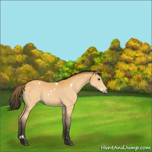 Horse Color:White Spotted Buckskin 