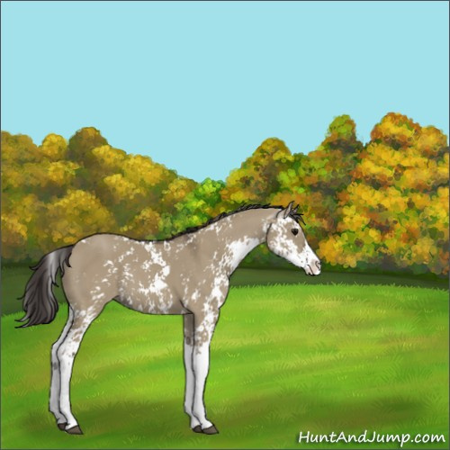 Horse Color:Smoky Grullo Sabino 