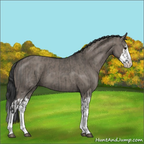 Horse Color:Grullo Sabino Splash  and Grullo Sabino Splash 