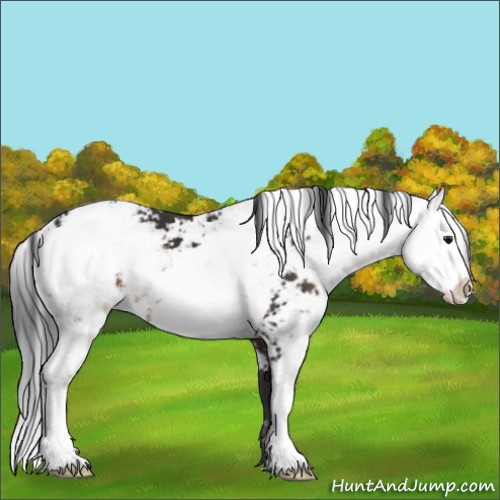Horse Color:Brown Sabino Appaloosa