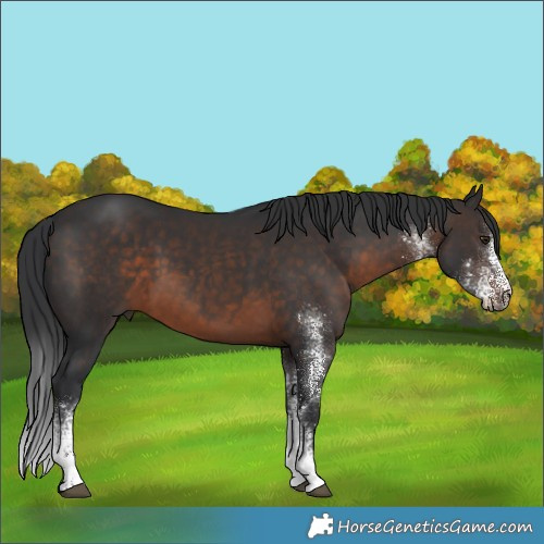 Horse Color:White Spotted Brown 