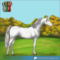 Horse Color:Bay Varnish  and Gray Bay Varnish 