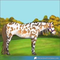 Horse Color:Buckskin Leopard 