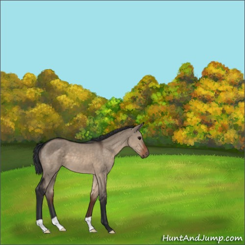 Horse Color:Brown Dun