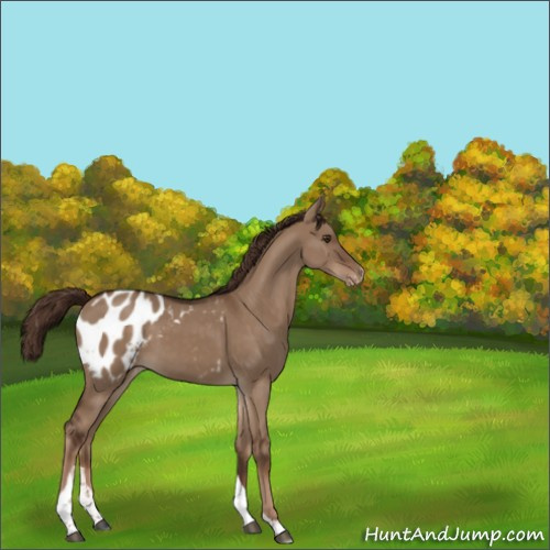 Horse Color:Liver Red Dun Tobiano Appaloosa 