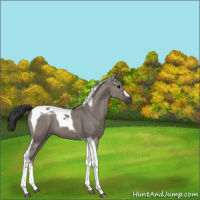 Horse Color:Grullo Tobiano 