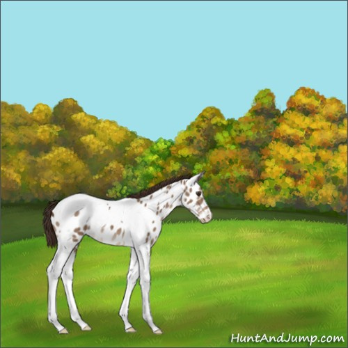 Horse Color:Liver Red Dun Tobiano Appaloosa 