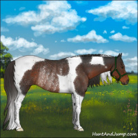 Horse Color:Gray Liver Chestnut Tobiano Rabicano 
