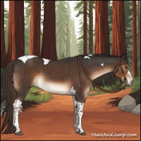 Horse Color:Liver Chestnut Tobiano 