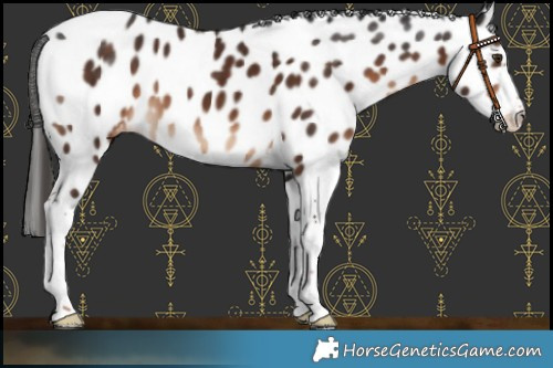 Horse Color:Liver Chestnut Sabino Tobiano Appaloosa