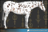 Horse Color:Liver Chestnut Sabino Tobiano Leopard 