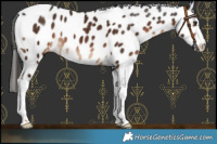 Horse Color:Liver Chestnut Sabino Tobiano Appaloosa