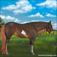 Horse Color:Liver Chestnut Tobiano 