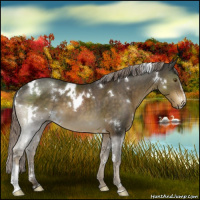 Horse Color:White Spotted Chocolate Palomino Sabino 