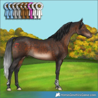 Horse Color:Brown Tobiano