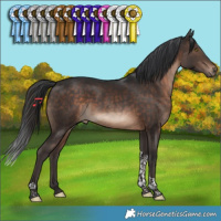Horse Color:Brown Tobiano 