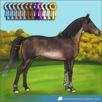 Horse Color:Brown Tobiano