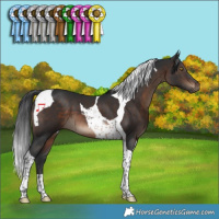 Horse Color:Brown Tobiano 