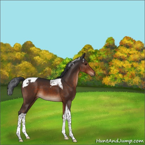 Horse Color:Brown Tobiano 