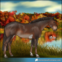 Horse Color:White Spotted Liver Chestnut Tobiano 