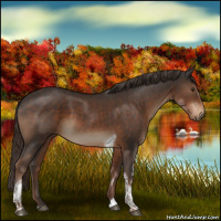 Horse Color:White Spotted Liver Chestnut Tobiano