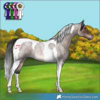 Horse Color:Brown Roan Tobiano 