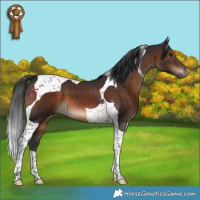 Horse Color:Brown Tobiano 