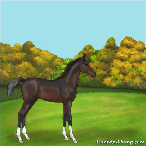 Horse Color:Brown 