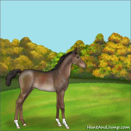 Horse Color:Liver Chestnut 