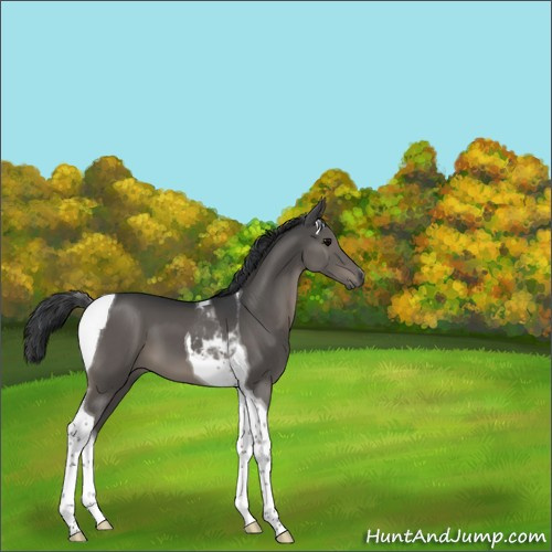 Horse Color:Black Tobiano 