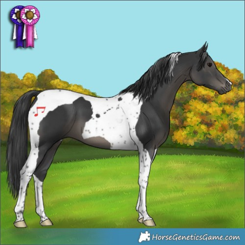 Horse Color:Black Tobiano 